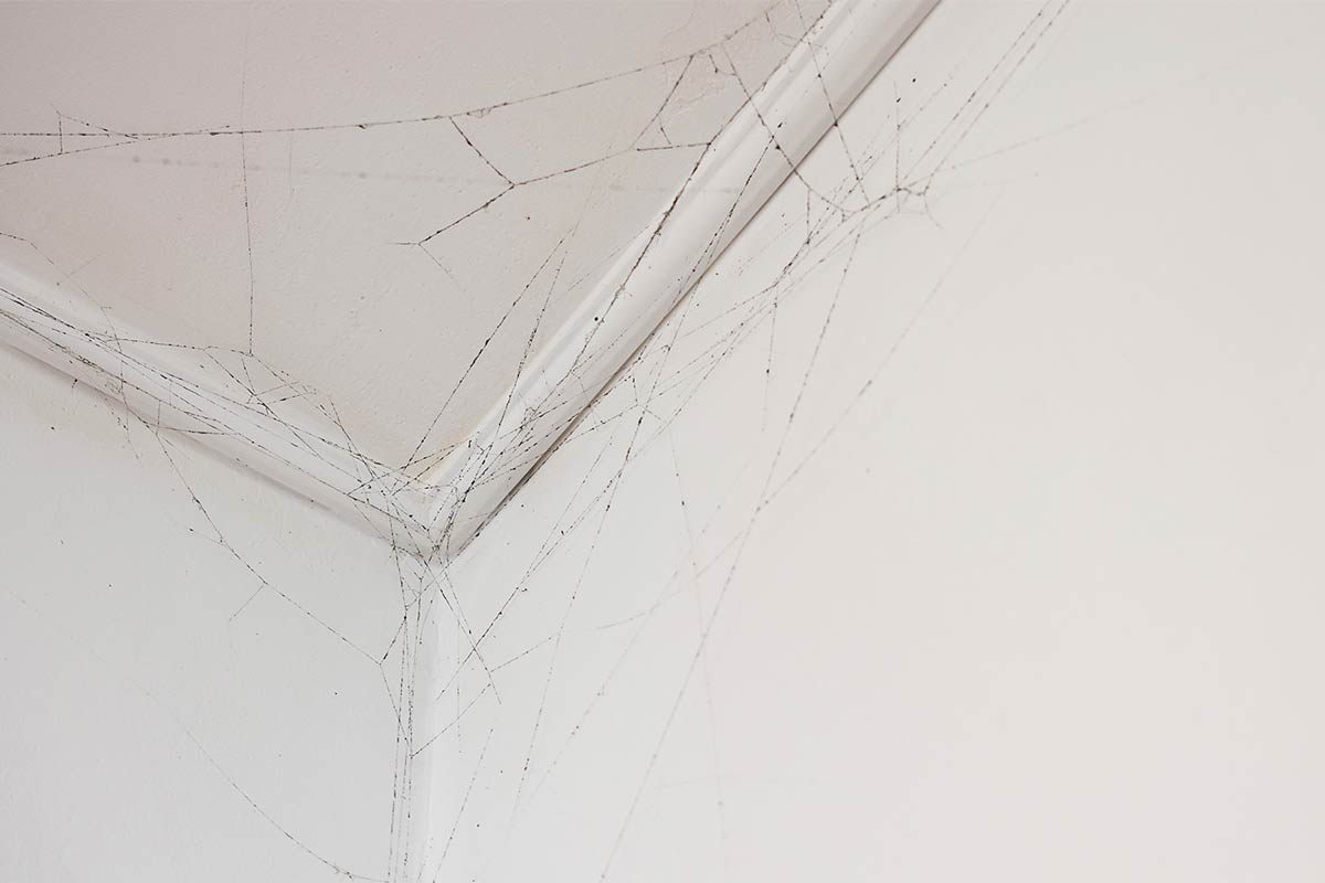 Cobwebs on ceiling